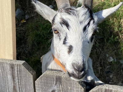 Bild 90 aus  Stegerhof