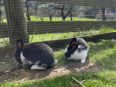 Bild 63 aus  Almhütte Kohlenau