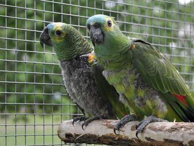 Bild 17 aus  Biber Ferienhof