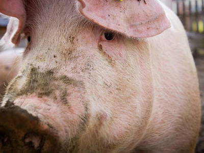 Bild 49 aus  Biobauernhof Mesneranderl