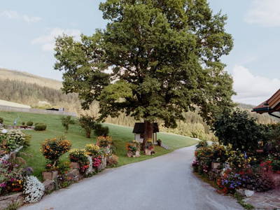 Bild 267 aus  Michlbauer