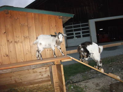 Bild 52 aus  Mitterbichlhof