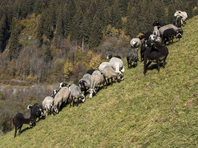 Bild 21 aus  Biohof Mathies