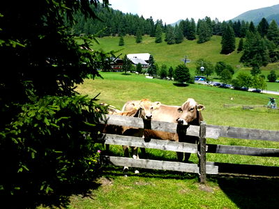 Bild 24 aus Almhaus Perfler