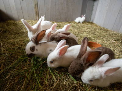 Bild 24 aus  Wofahanslhof