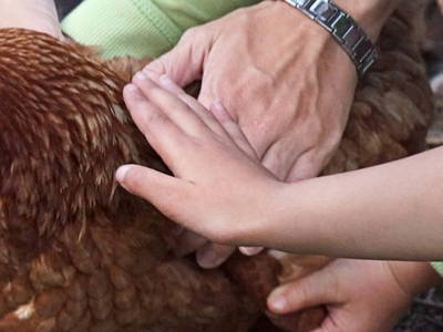 Bild 11 aus  Heideggerhof