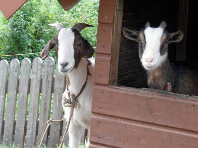 Bild 10 aus  Salenhof