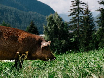 Bio-Schweine am Jörgnerhof - Stelza Nature Chalet