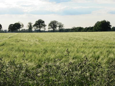 Bild 14 aus  Ferienhof Knoop