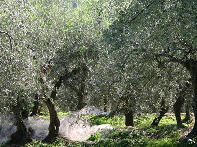 Bild 13 aus  Agriturismo Il Roccolo