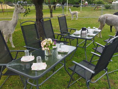 Bild 6 aus  Tiny House trifft Alpaka-Traum – Natururlaub mal anders!