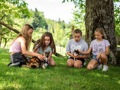 Spiel und Spaß mit den Katzenbabys