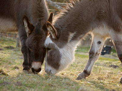 Bild 18 aus  Biohof Grafel - ein Ort, der verbindet