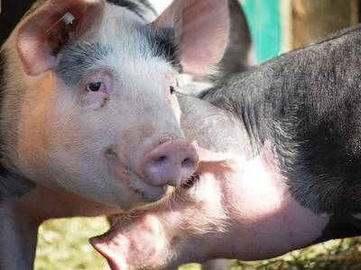 Bild 5 aus  Ferienhaus Meyer