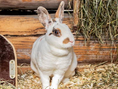 Bild 29 aus  Landselection Appartement Arnoldgut