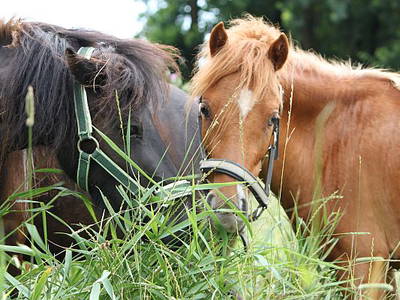 Bild 16 aus  Ponyferienhof