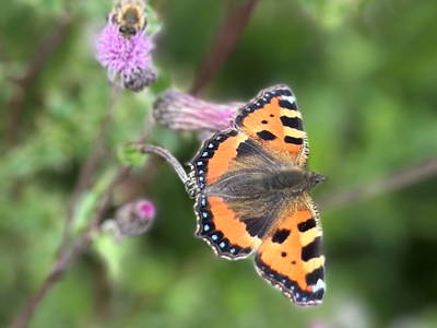 Bild 48 aus  Gut Büchenau  -  Auszeit für Erholungsuchende & Naturliebhaber