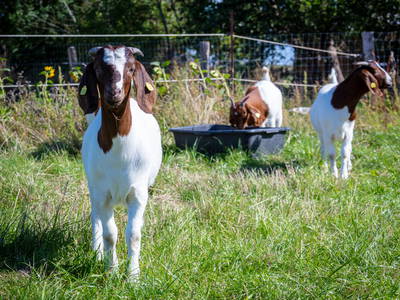 Bild 9 aus  Osterhof Fehmarn - mit Hofladen, Hofprogramm und Ayurveda-Wellness