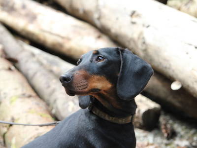 Bild 11 aus  Ferienhof Sönnecken