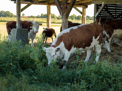 Bild 6 aus  Rittergut Schlüsselburg