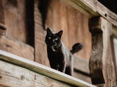 Hektor, der Hofkater am Ferienhaus