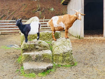 Bild 24 aus  Ferienhof & Campingplatz Schweinmühle