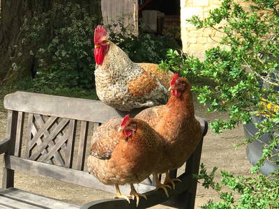Bild 22 aus  Le Colombié - Ferienhäuser an der Dordogne mieten