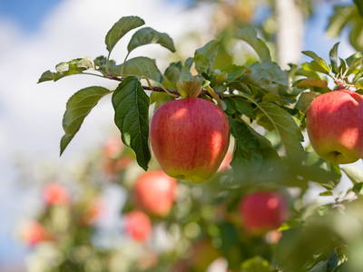 Bild 8 aus  Bioland Bauernhof Hausergut