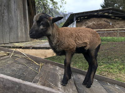 Bild 30 aus  LandSelection Gutshof Käppeler