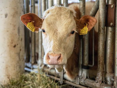 Bild 9 aus  Willmüllerhof