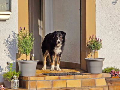 Bild 18 aus  Willkommen bei Familie Gutmann  auf dem Itzenwaldhof