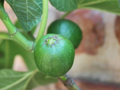 Bild 9 aus  Villa Pesce -Traumhaftes Ferienhaus mit Panoramasicht und Pool in Mombaruzzo