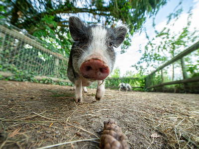 Bild 22 aus  Obst- und Ferienhof Gomeringer