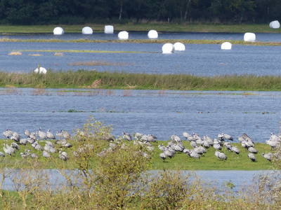 Bild 37 aus  Grenzer Ökohof