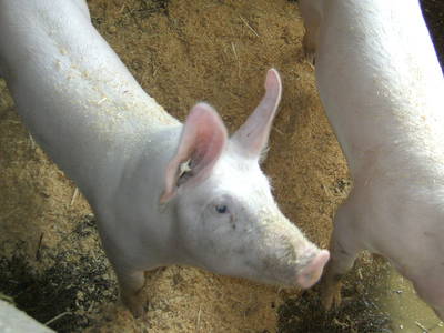 Bild 22 aus  Ferienhof Rasch