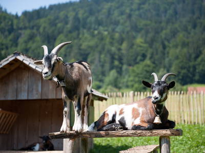 Bild 8 aus  LandSelection  *  WAIBELHOF *  AllgäuerAlpenWellness