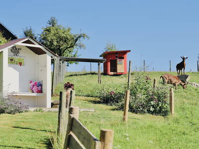 Bild 14 aus  Ferienhof König