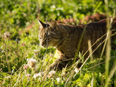 Bild 15 aus  Ostseebauernhof