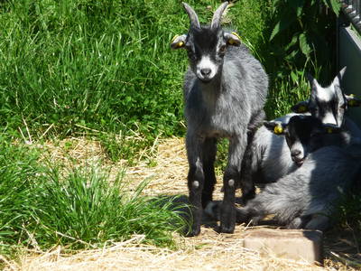 Bild 7 aus  Klitgaarden