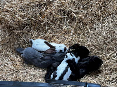 Bild 59 aus  Lindenhof