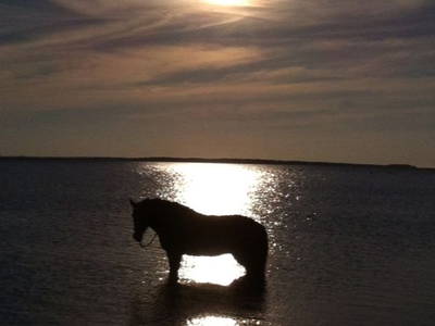 Abenstimmung mit Pferd