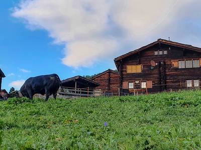 Bild 5 aus  Ferienwohnung Gspon Oberwallis / urchiges Walliser Maiensäss