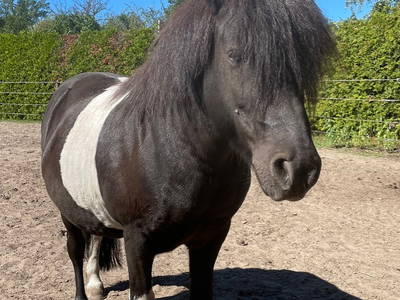 Unser Pony Puffel