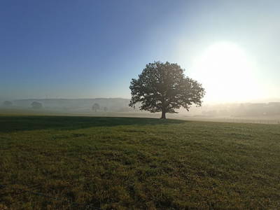Bild 5 aus  Görgenhof - Gnadenhof für Bauernhoftiere