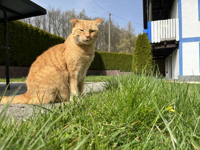 Bild 17 aus  Hasenhof Schraml