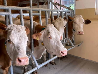 Bild 25 aus  Bio-Bergbauernhof Möslhof