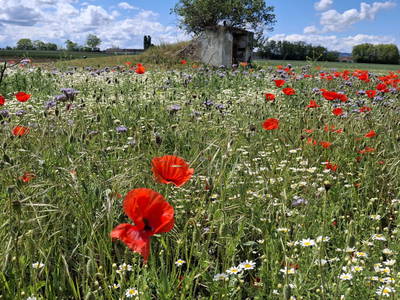 Bild 51 aus  Ferienhaus Weinviertel