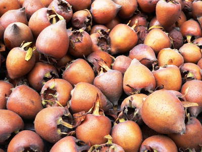 Bild 64 aus  Naturgartenurlaub - Steffis Ferienwohnungen