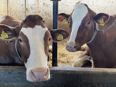 Bild 29 aus  Pechhof