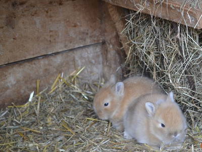 Bild 16 aus  Bio Naturhof Ottingerhof